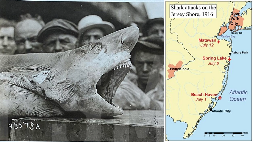les dents de la mer,steven spielberg