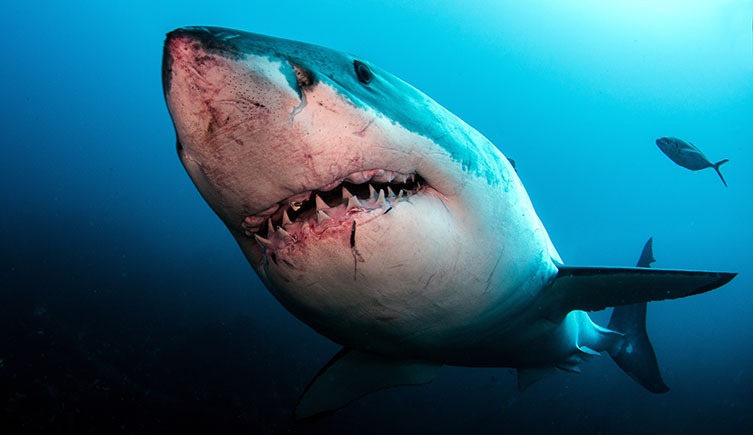les dents de la mer,steven spielberg