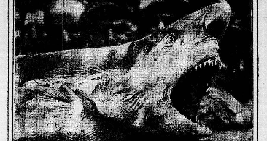 les dents de la mer,steven spielberg