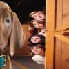 Netflix nous fait découvrir le vrai chien qui incarnera Scooby Doo dans la série 'Scooby-Doo : Origins'