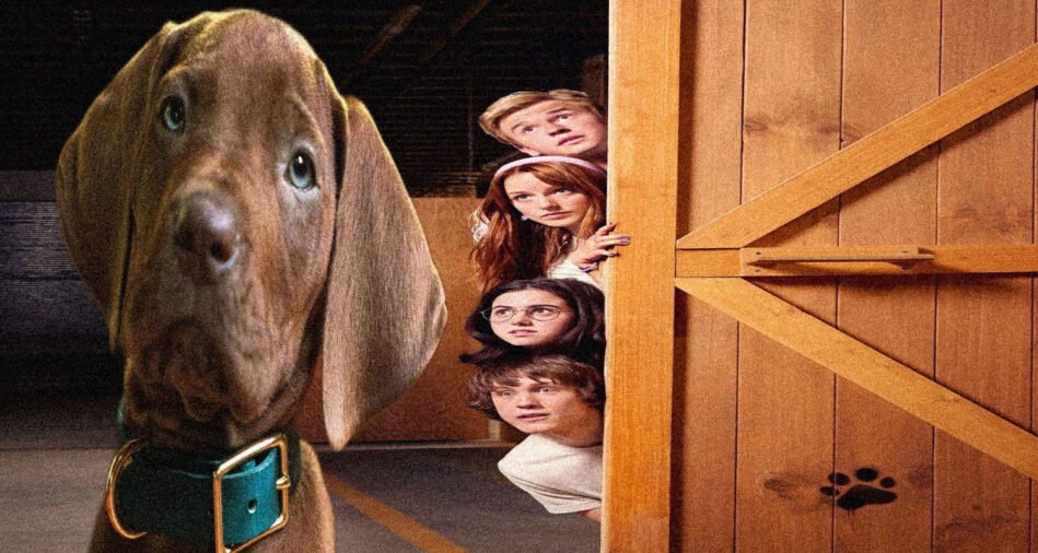 Netflix nous fait découvrir le vrai chien qui incarnera Scooby Doo dans la série 'Scooby-Doo : Origins'